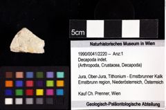 Foto (Objket + Etiketten) von Decapoda indet. 